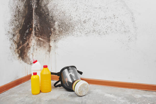 Best Kitchen Mold Remediation in Larch Y, WA