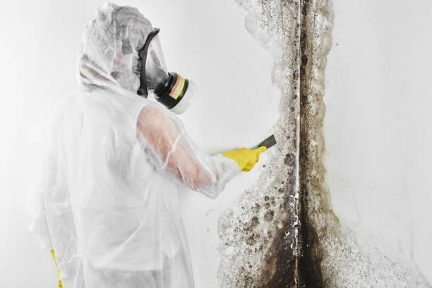 Best Residential Mold Remediation in Larch Y, WA