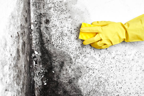 Best White Mold Remediation in Larch Y, WA