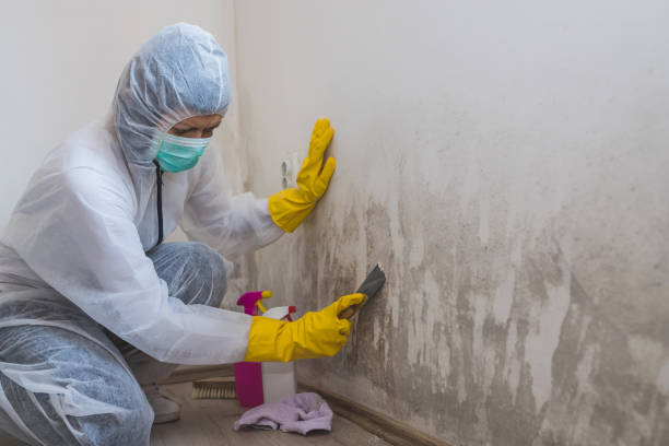 Best Preventive Mold Services in Larch Y, WA