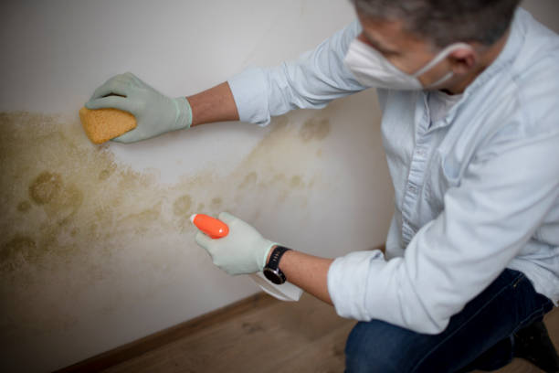 Best Attic Mold Remediation in Larch Y, WA