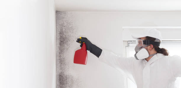 Best Localized Mold Remediation (e.g., coastal areas, humid climates) in Larch Y, WA