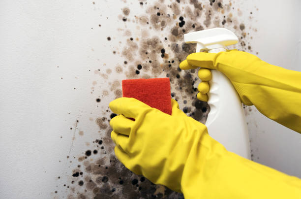 Best Basement Mold Remediation in Larch Y, WA