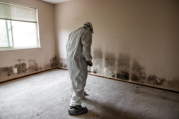 Best Health and Safety Mold Remediation in Larch Y, WA