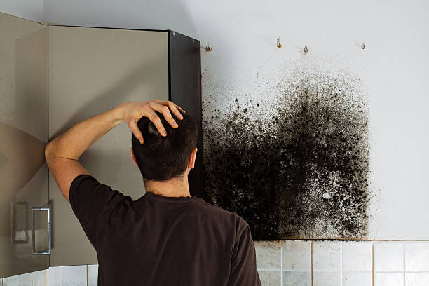 Best Industrial Mold Remediation in Larch Y, WA